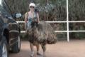 Local emu at Curtin Springs