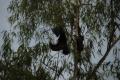 Bats at Nitmiluk