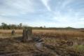 Magnetic termite mounds at Litchfield NP
