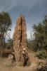 Cathedral termite mound