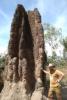 Cathedral termite mound