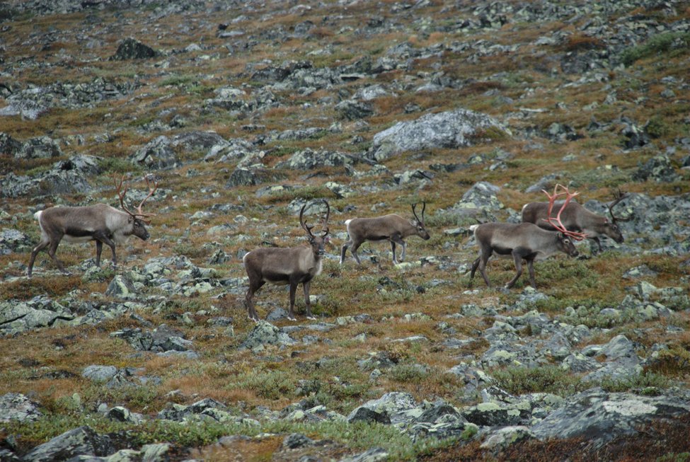 glittertind-2011-09/DSC_0118.jpg