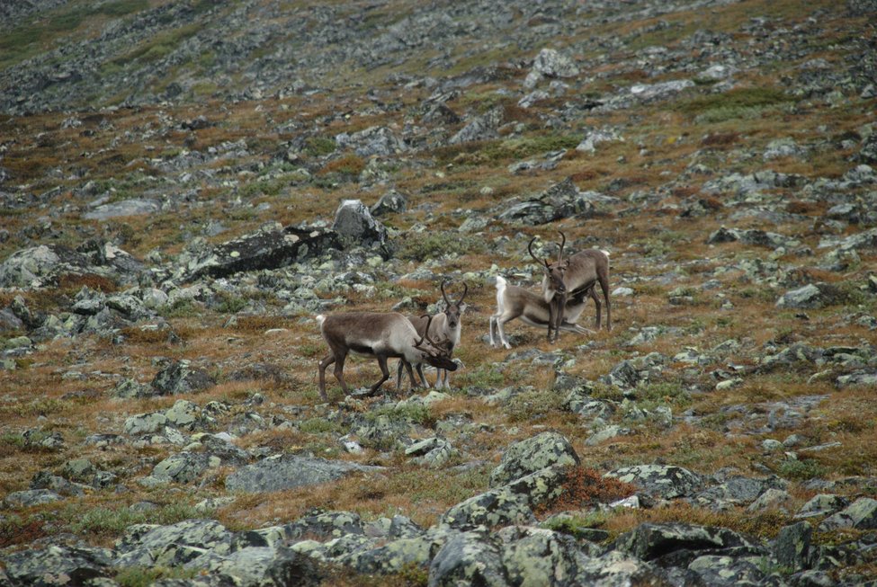 glittertind-2011-09/DSC_0121.jpg