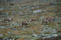 glittertind-2011-09/DSC_0118.jpg