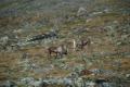 glittertind-2011-09/DSC_0121.jpg