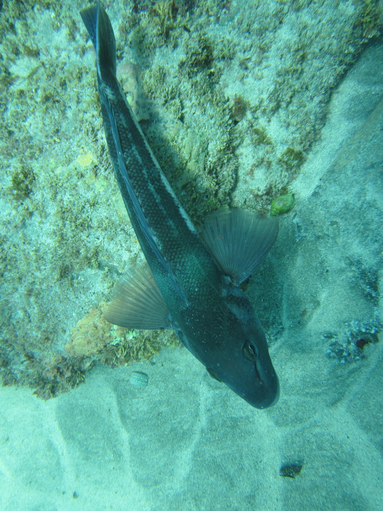 Image new-zealand-2011-01/diving/IMG_1779.jpg