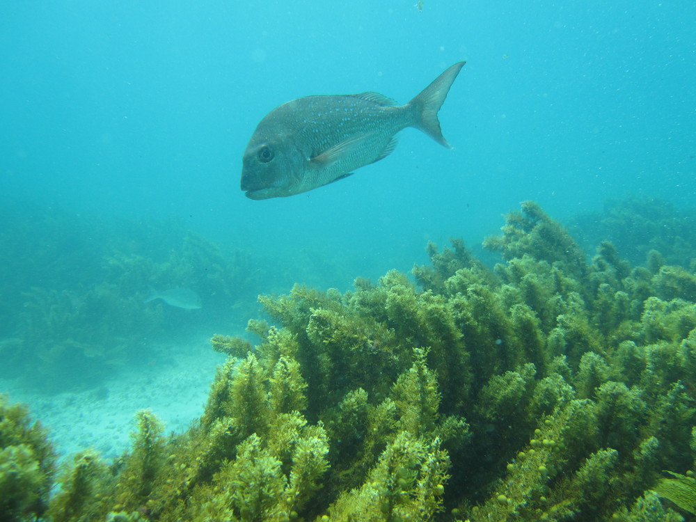 Image new-zealand-2011-01/diving/IMG_1783.JPG