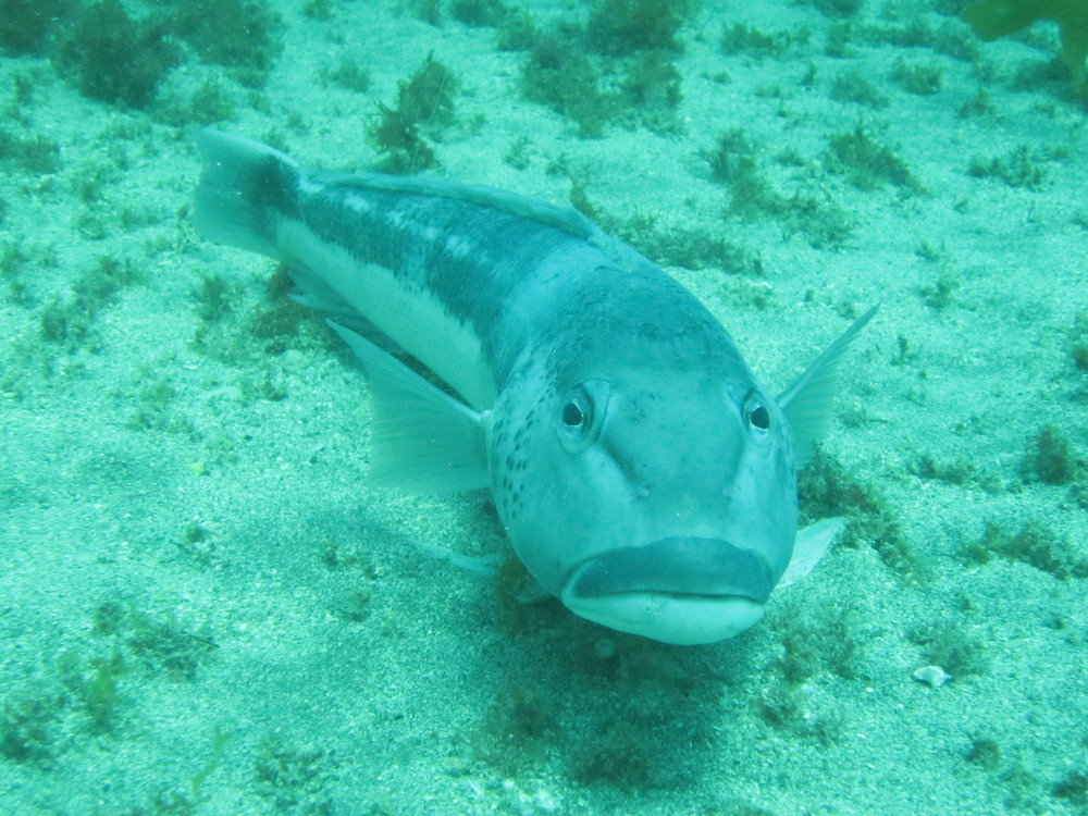 Image new-zealand-2011-01/diving/IMG_1810.JPG