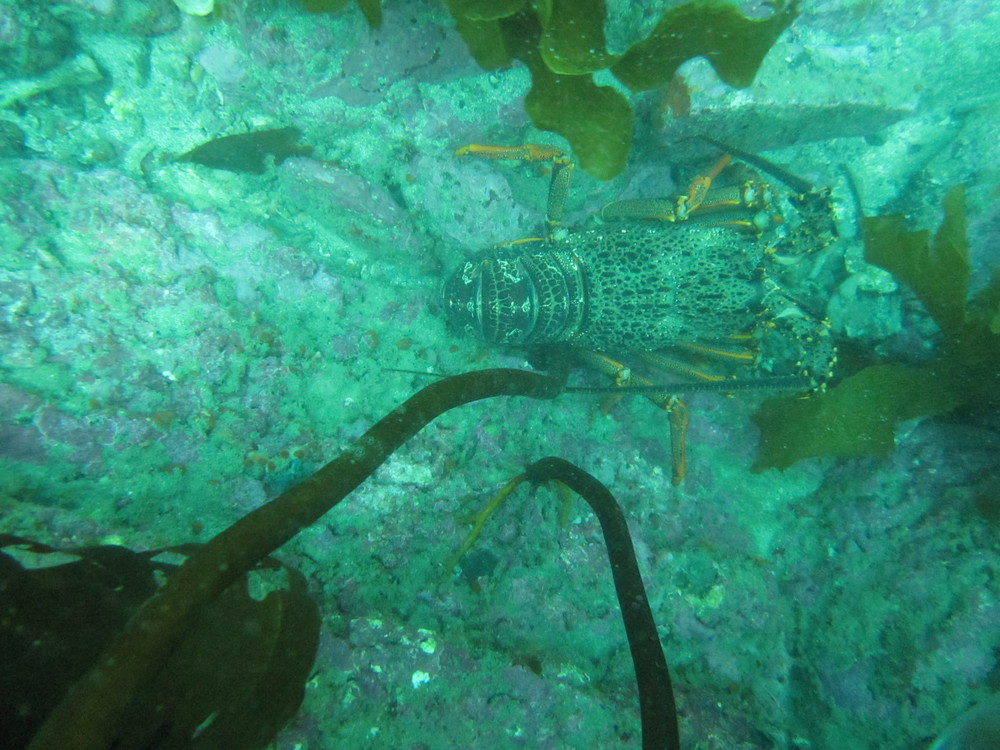 Image new-zealand-2011-01/diving/IMG_1826.JPG