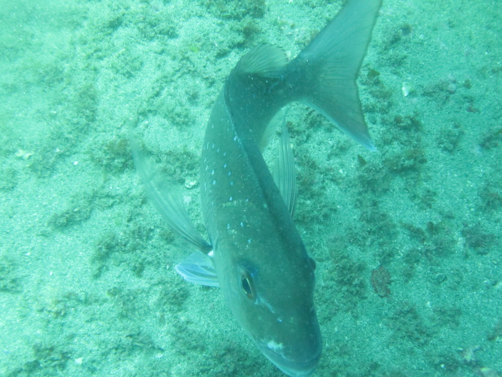 Image new-zealand-2011-01/diving/IMG_1847.JPG