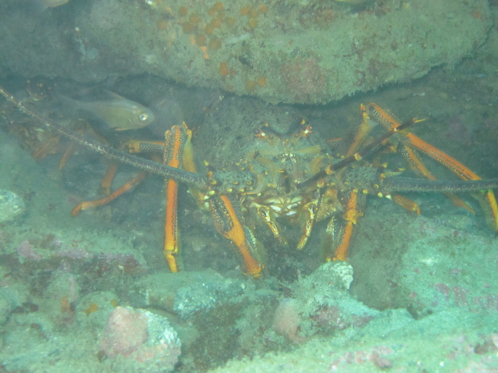 Image new-zealand-2011-01/diving/IMG_1850.JPG