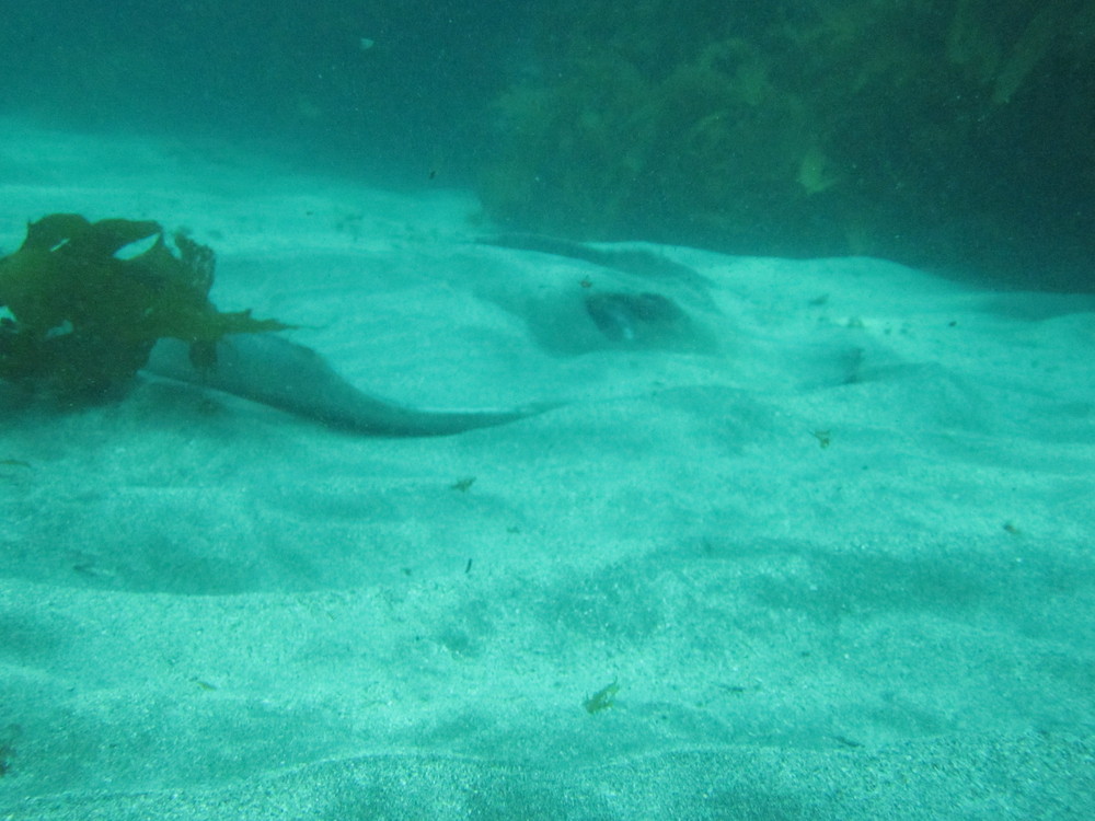Image new-zealand-2011-01/diving/IMG_1869.JPG