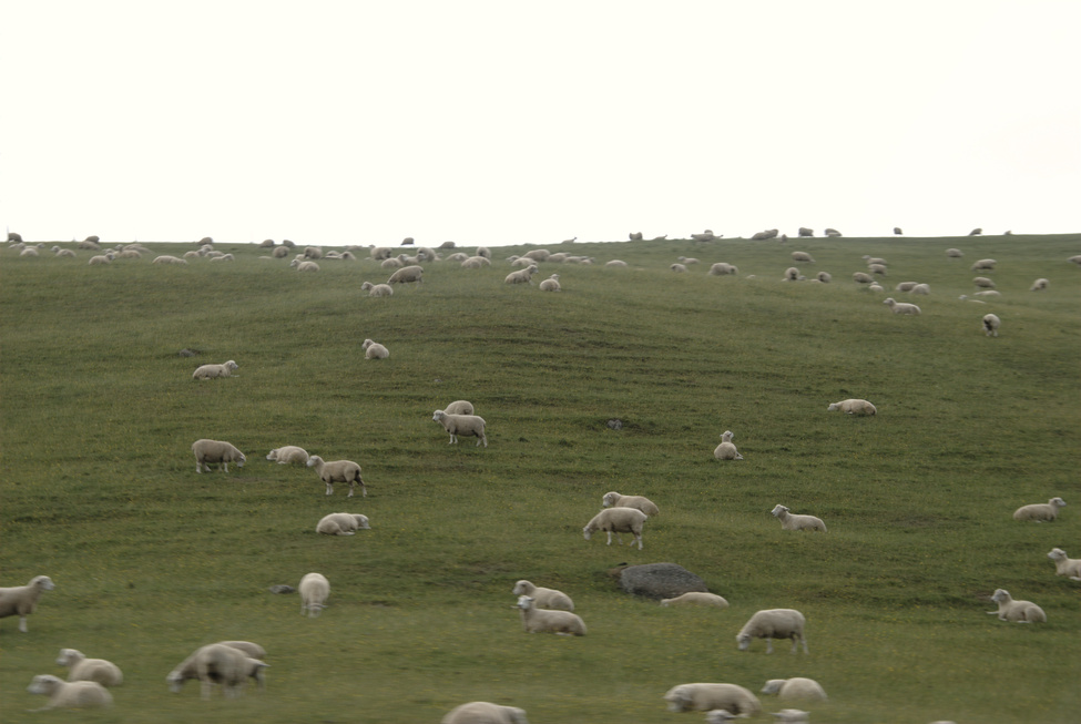 New Zealand's principal inhabitant