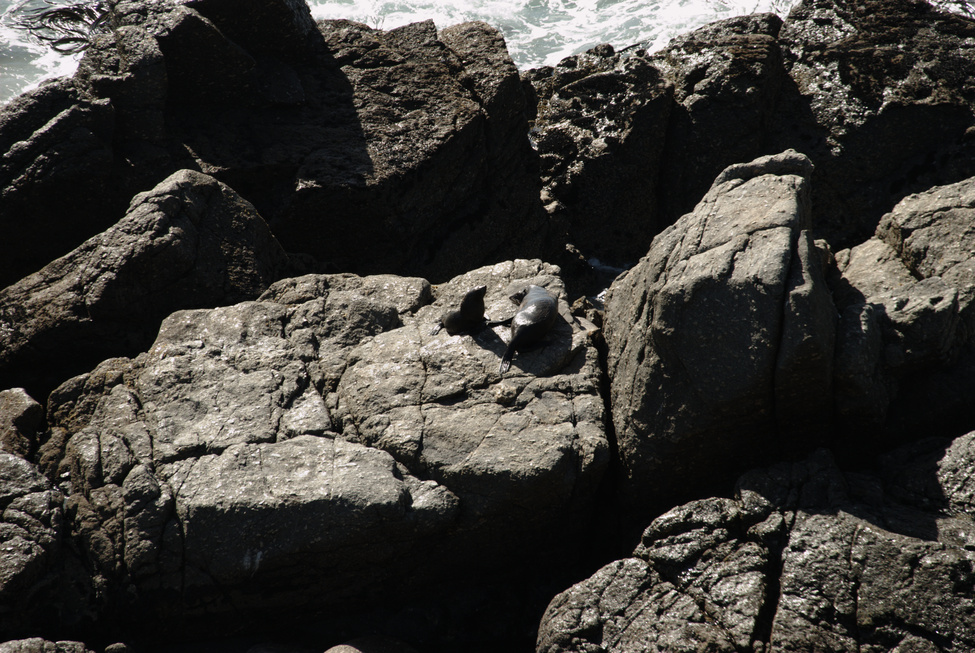 Tauranga Bay seal colony