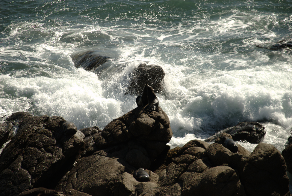 Tauranga Bay seal colony