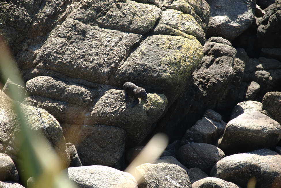 Tauranga Bay seal colony