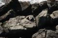 Tauranga Bay seal colony