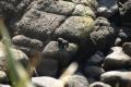 Tauranga Bay seal colony