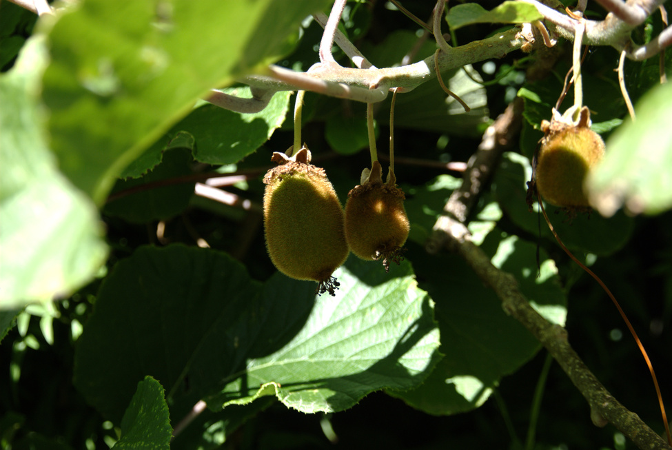 Akaroa -- Kiwifruit!