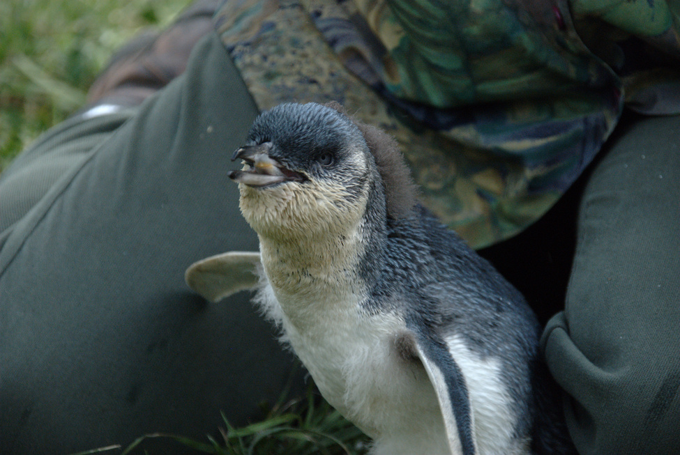 Little penguin almost ready for the sea