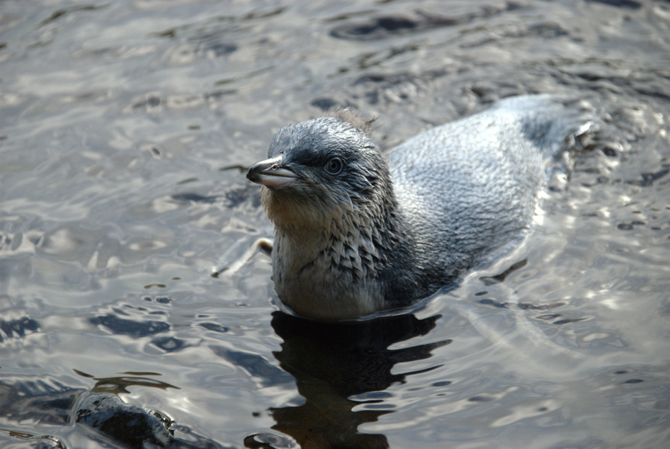 Swim class