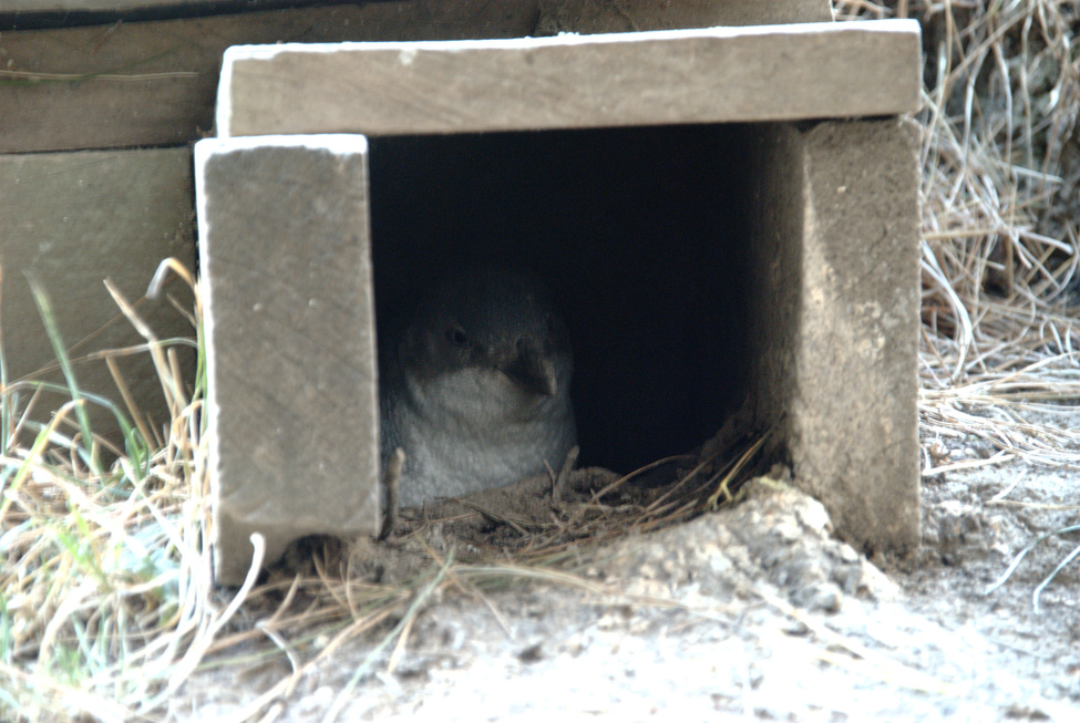 Artificial penguin hole