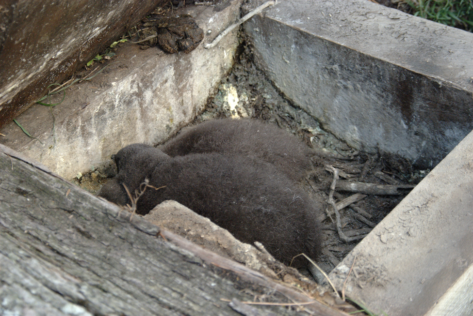 Wild Little Penguin chicks