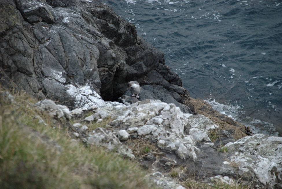 Adult Little Penguins