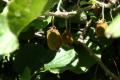 Akaroa -- Kiwifruit!