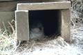 Artificial penguin hole