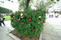 rosemarsj-2011-07/DSC_0045.jpg