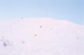 Image sudndalen-2004-01/l_07.jpg