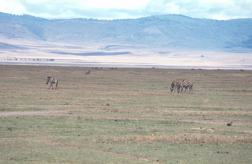 Image tanzania-2004-11/p_24.jpg