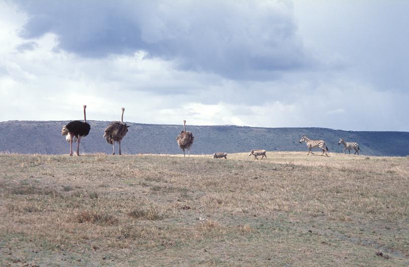 Image tanzania-2004-11/p_31.jpg