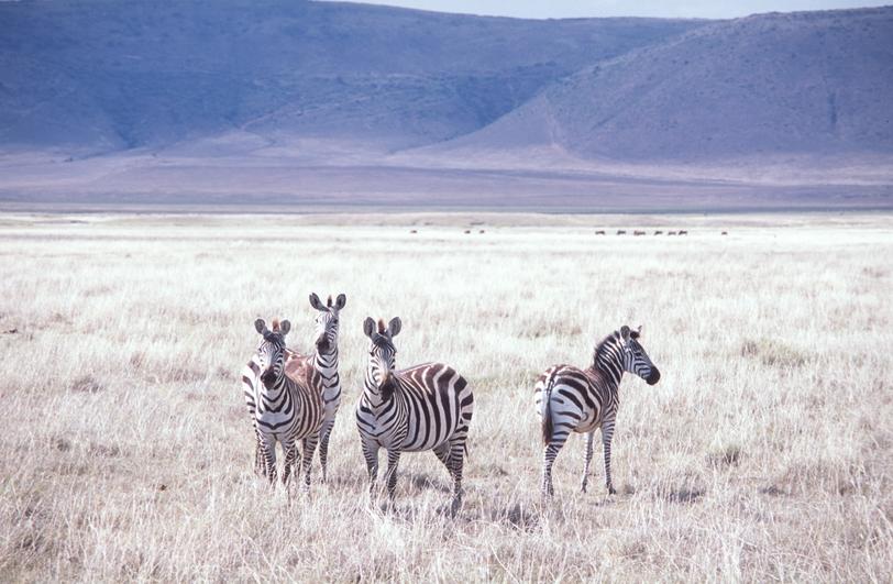 Image tanzania-2004-11/q_06.jpg