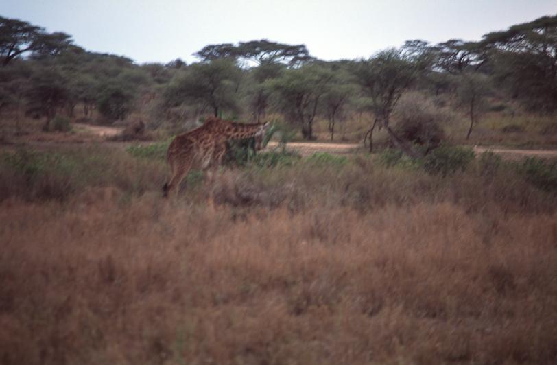 Image tanzania-2004-11/q_28.jpg
