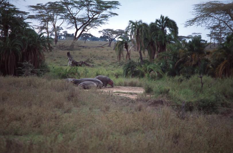 Image tanzania-2004-11/q_30.jpg