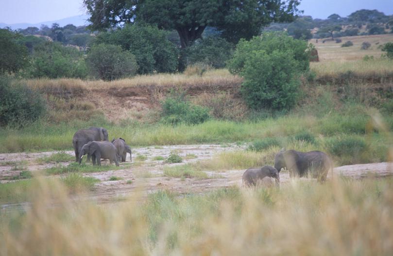 Image tanzania-2006-07/z07.jpg