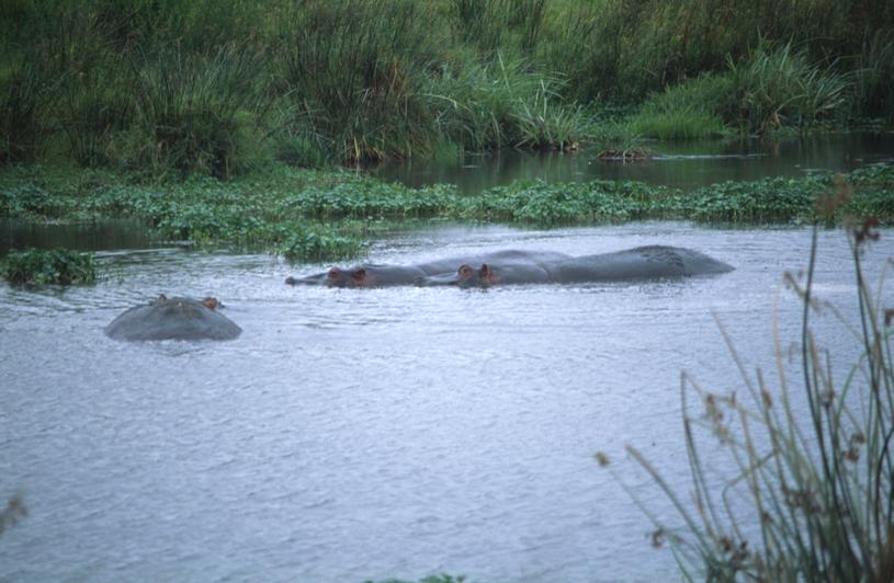 Image tanzania-2006-07/z32.jpg